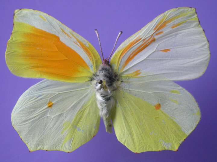 Gonepteryx cleopatra (mosaic gynandromorph) (Internet Image property of respective owner, non-commercial use only)